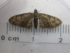 Eupithecia dodoneata