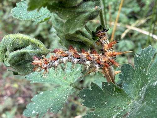 iNaturalist observation photo of Brush-footed Butterflies