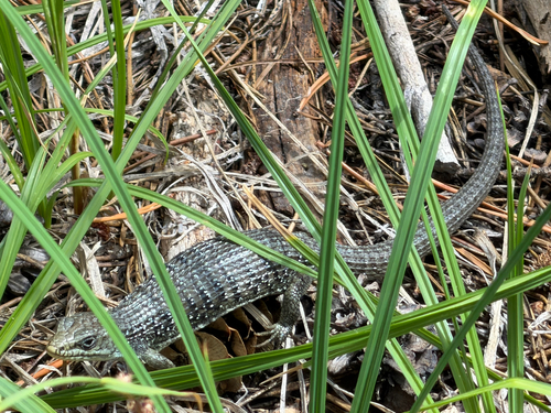 iNaturalist observation photo of Northern Alligator Lizard