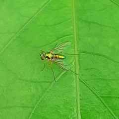 Diptera
