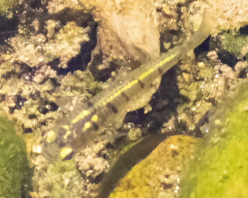 Lowland livebearer (Poeciliopsis latidens) — Poeciliidae — 4