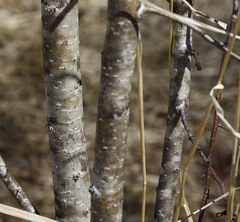 Crataegus chlorosarca