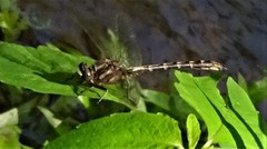 Phanogomphus lividus