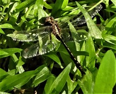 Phanogomphus lividus