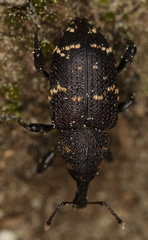 Hylobius abietis