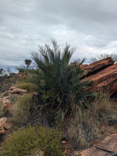 Macrozamia macdonnellii, photograph 5