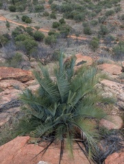 Macrozamia macdonnellii, photograph (c) maxark, some rights reserved (CC BY)