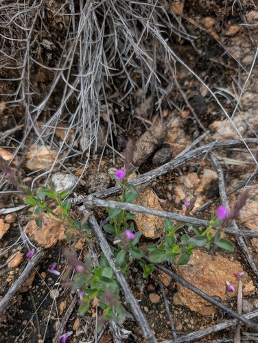 Rostellularia adscendens, 2026-08-22