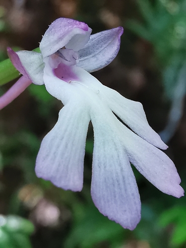 Cynorkis fastigiata