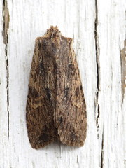 Lithophane hemina