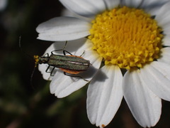 Oedemera lurida