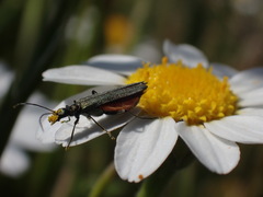 Oedemera lurida