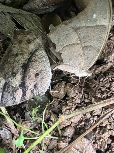 Common Evening Brown