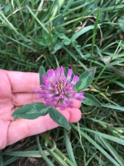 Trifolium pratense