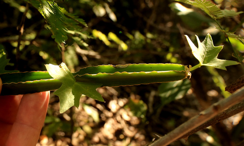 Image of Cissus cactiformis by (c) Wynand Uys, some rights reserved (CC BY)