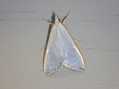 Palpita margaritacea