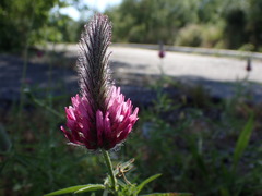 Trifolium purpureum