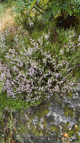 common heather