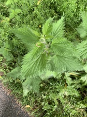 Urtica dioica