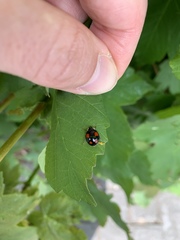 Harmonia axyridis