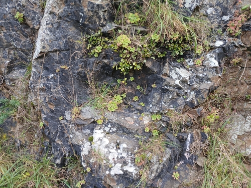 Aichryson laxum, photograph 5