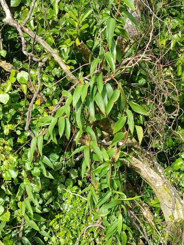 Bomarea multiflora