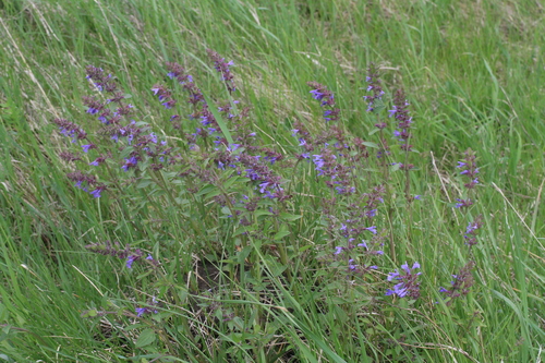 Dracocephalum nutans