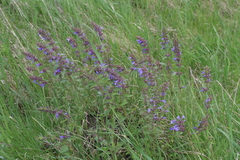 Dracocephalum nutans