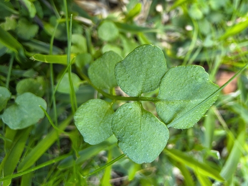 hairy bittercress