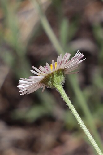 running fleabane