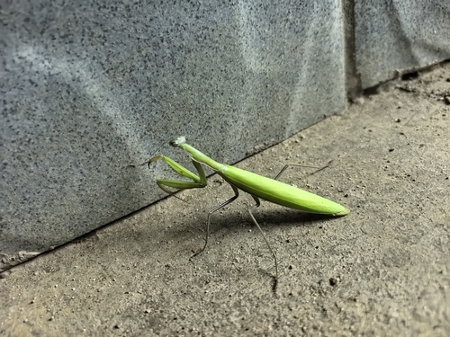 European Mantis