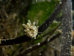 Paranemonia cinerea