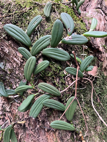tongue orchid
