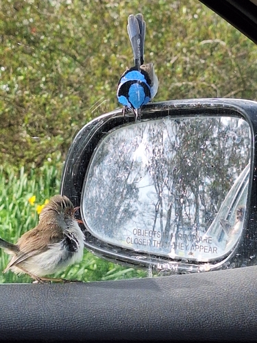Superb Fairywren