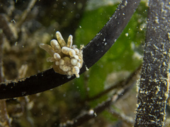 Paranemonia cinerea