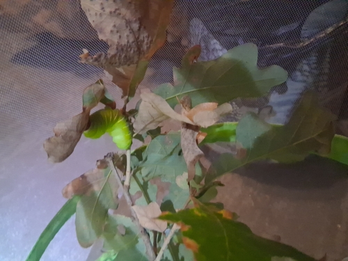 Polyphemus Moth