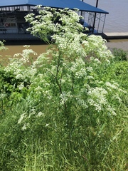 Conium maculatum