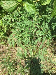 Conium maculatum