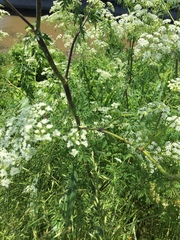 Conium maculatum