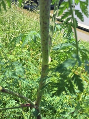 Conium maculatum