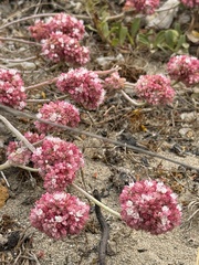 Eriogonum latifolium, photograph (c) Ian McFaul, some rights reserved (CC BY)