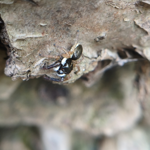 Plexippoides regius