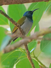 Cyanomitra bannermani