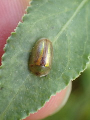 Cassida vittata
