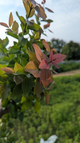 Strychnos nux-vomica, photograph 5