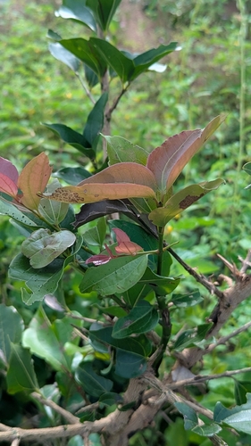Strychnos nux-vomica, photograph 6