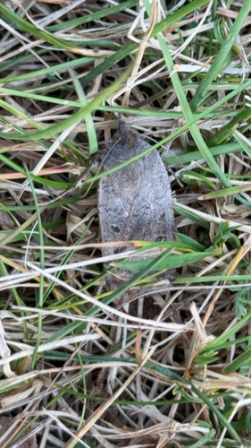 Large Yellow Underwing
