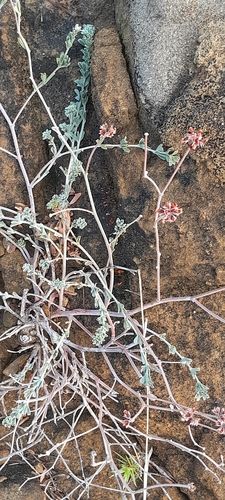 Lotus dorycnium, photograph 4