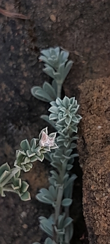 Lotus dorycnium, photograph 5