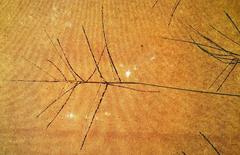 Digitaria parviflora